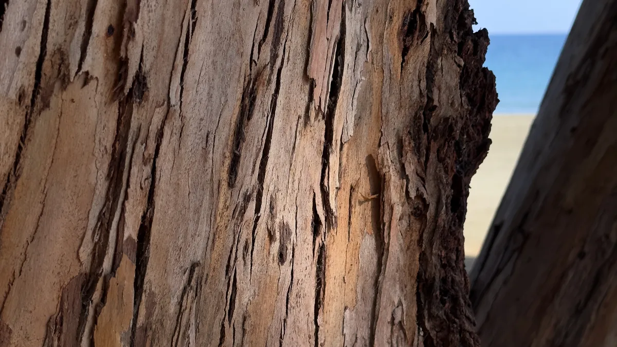 Close-up of weathered tree bark, with a blurred sandy beach and blue sea in the gap beyond.
